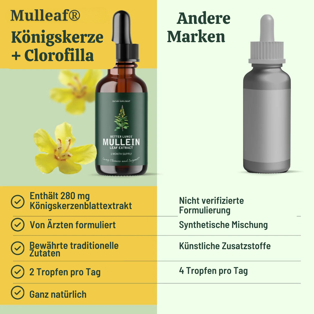 Mullein – Königskerze + Chlorophyll-Tropfen